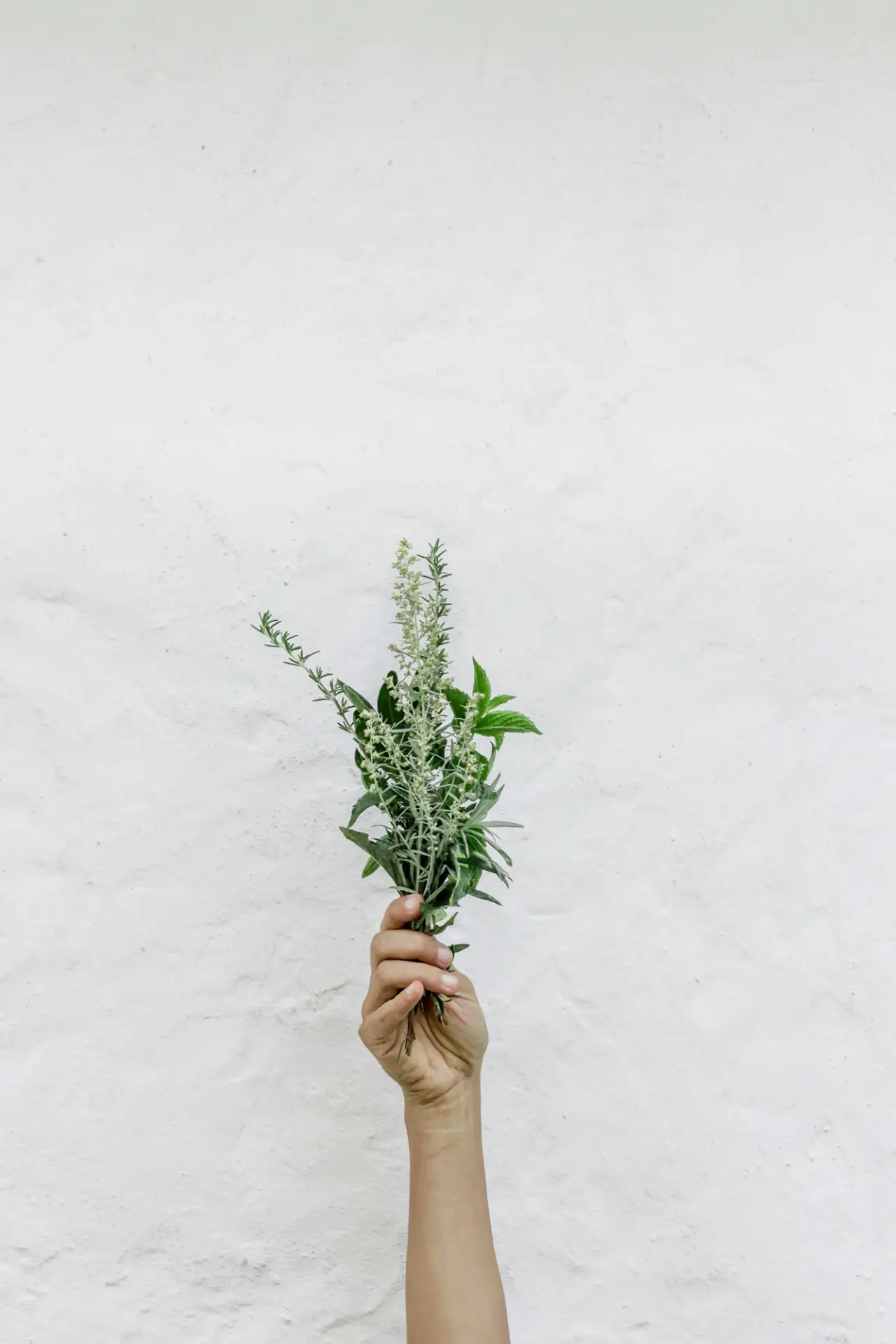 Fresh sage and herb bouquet — the botanical inspiration behind Citrus and Sage Wellness Retreat
